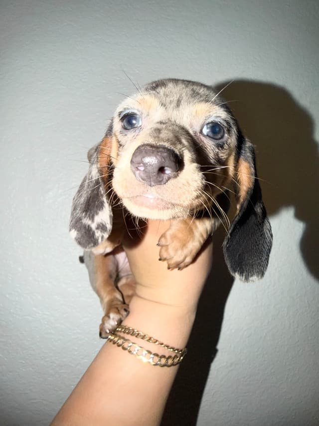 Miniature Dachshunds smooth hair (707)981-2637 media 5