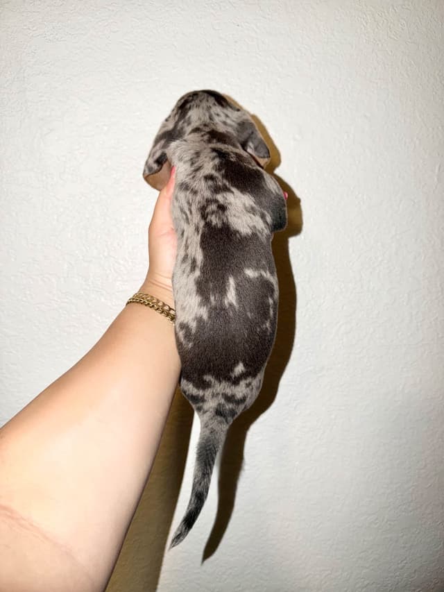 Miniature Dachshunds smooth hair (707)981-2637 media 6