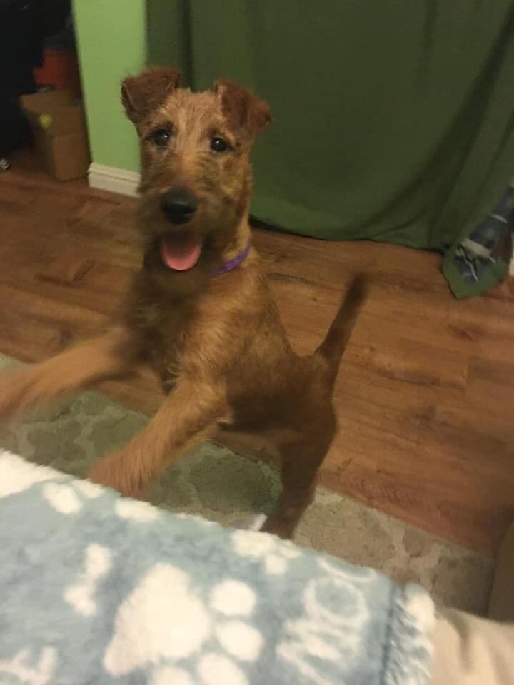 Irish Terrier Puppies breeder image 2
