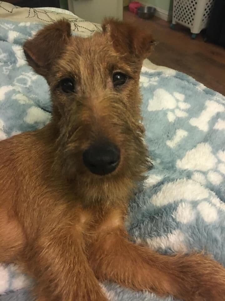 Irish Terrier Puppies breeder image 3
