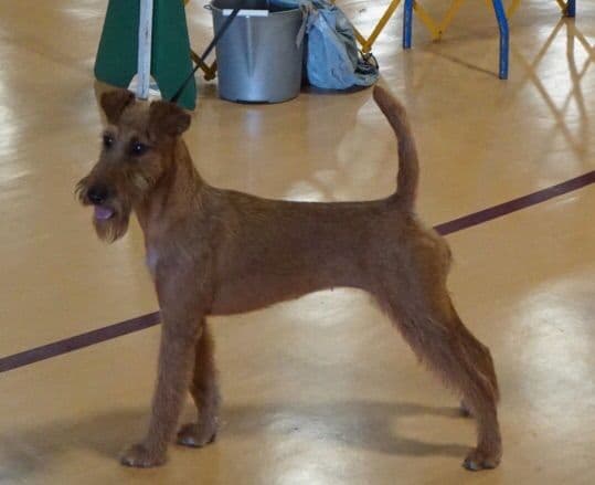 Irish Terrier Puppies breeder image 4