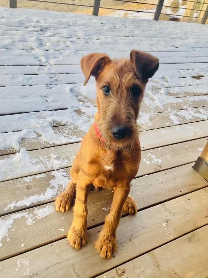 Irish Terrier Puppies breeder image 5