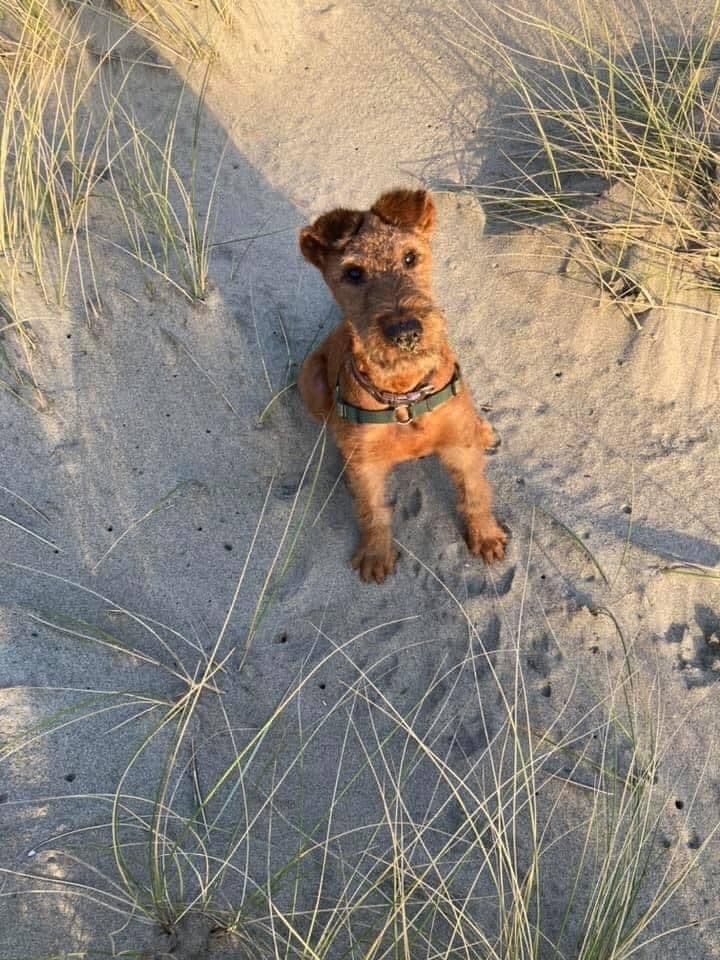 Irish Terrier Puppies breeder image 7