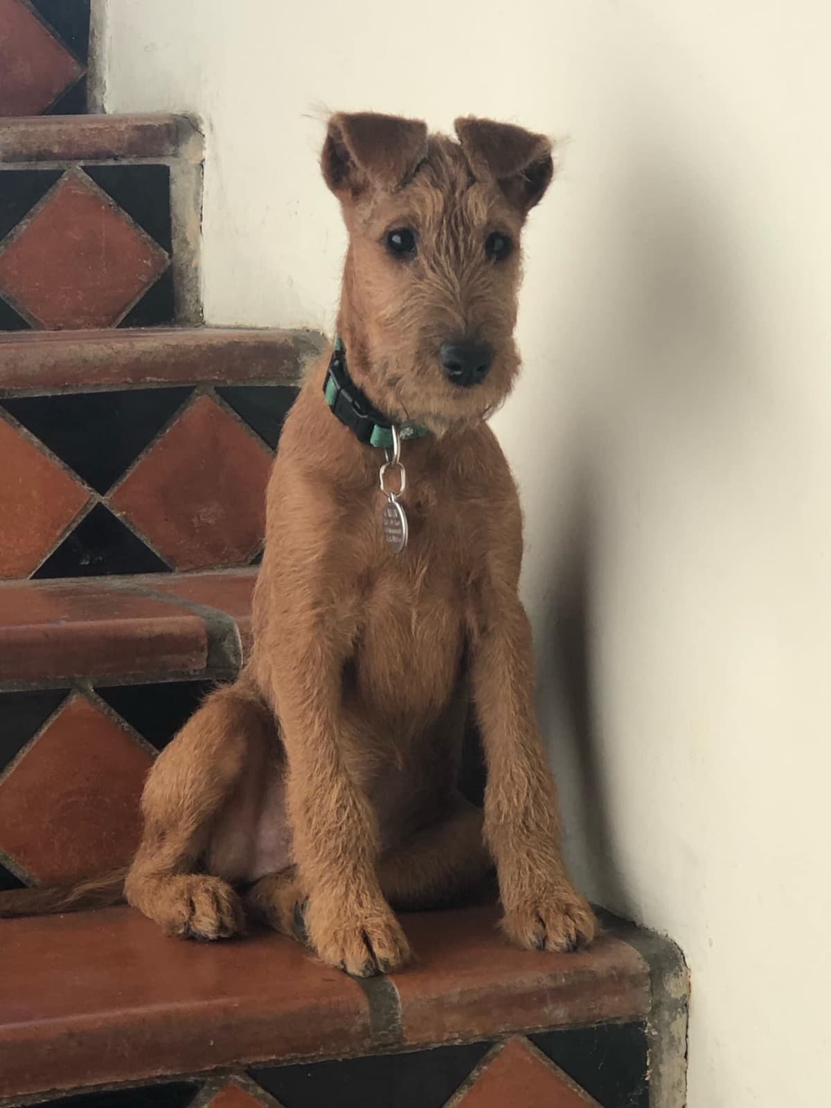 Irish Terrier Puppies breeder image 10