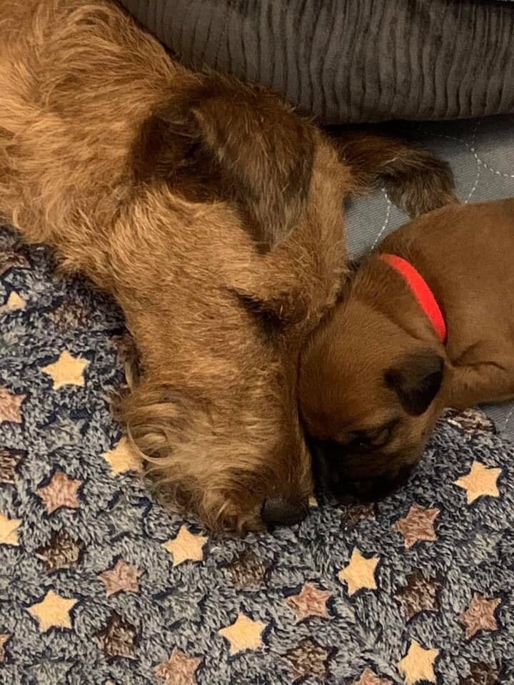 Irish Terrier Puppies breeder image 9