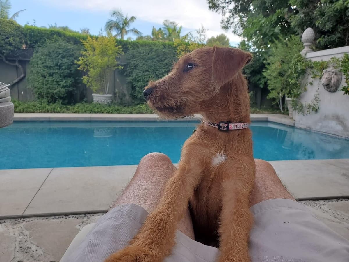 Irish Terrier Puppies breeder image 11