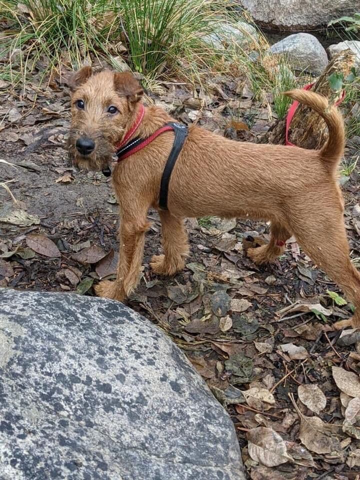Irish Terrier Puppies breeder image 12