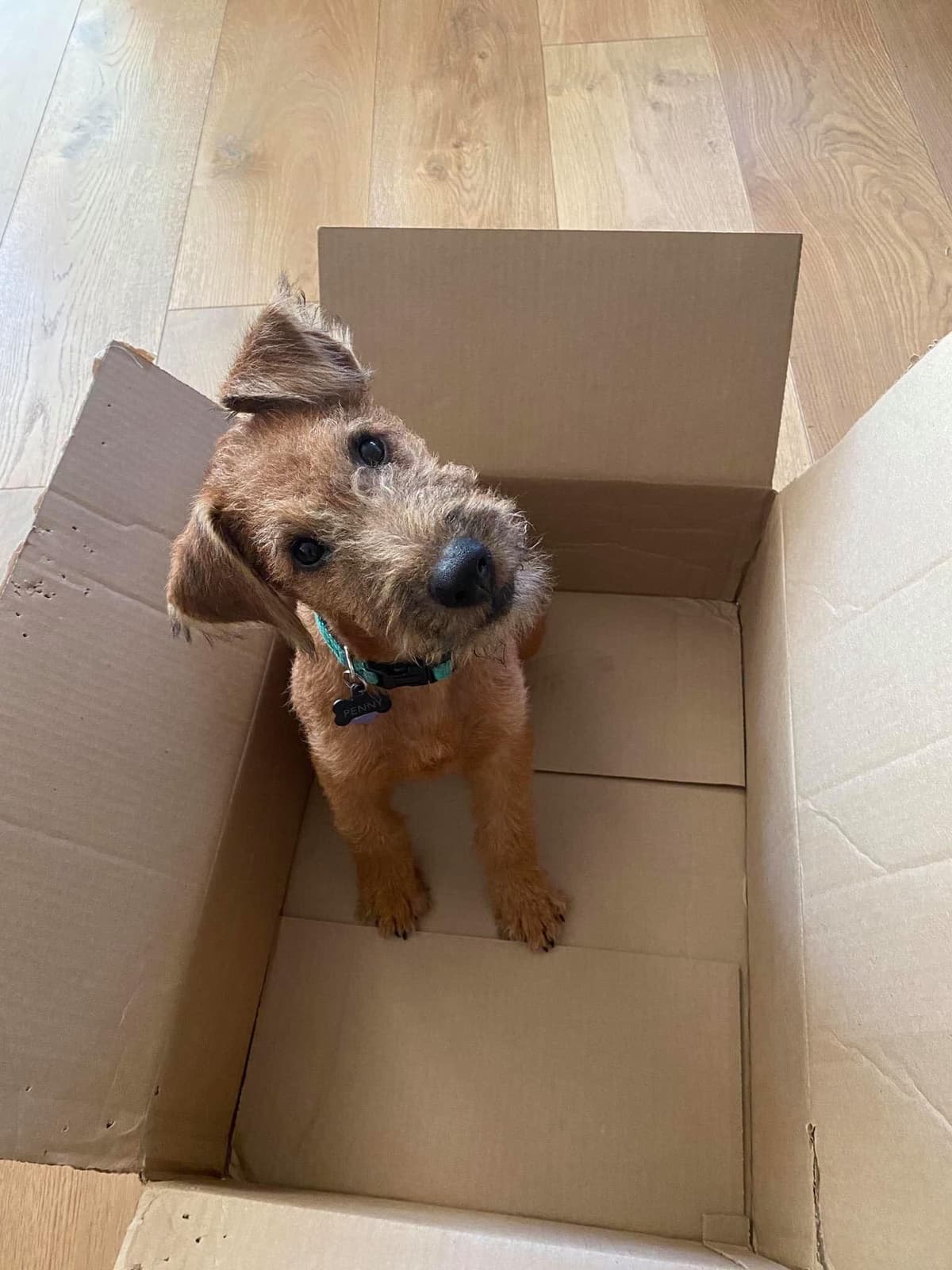 Irish Terrier Puppies breeder image 13
