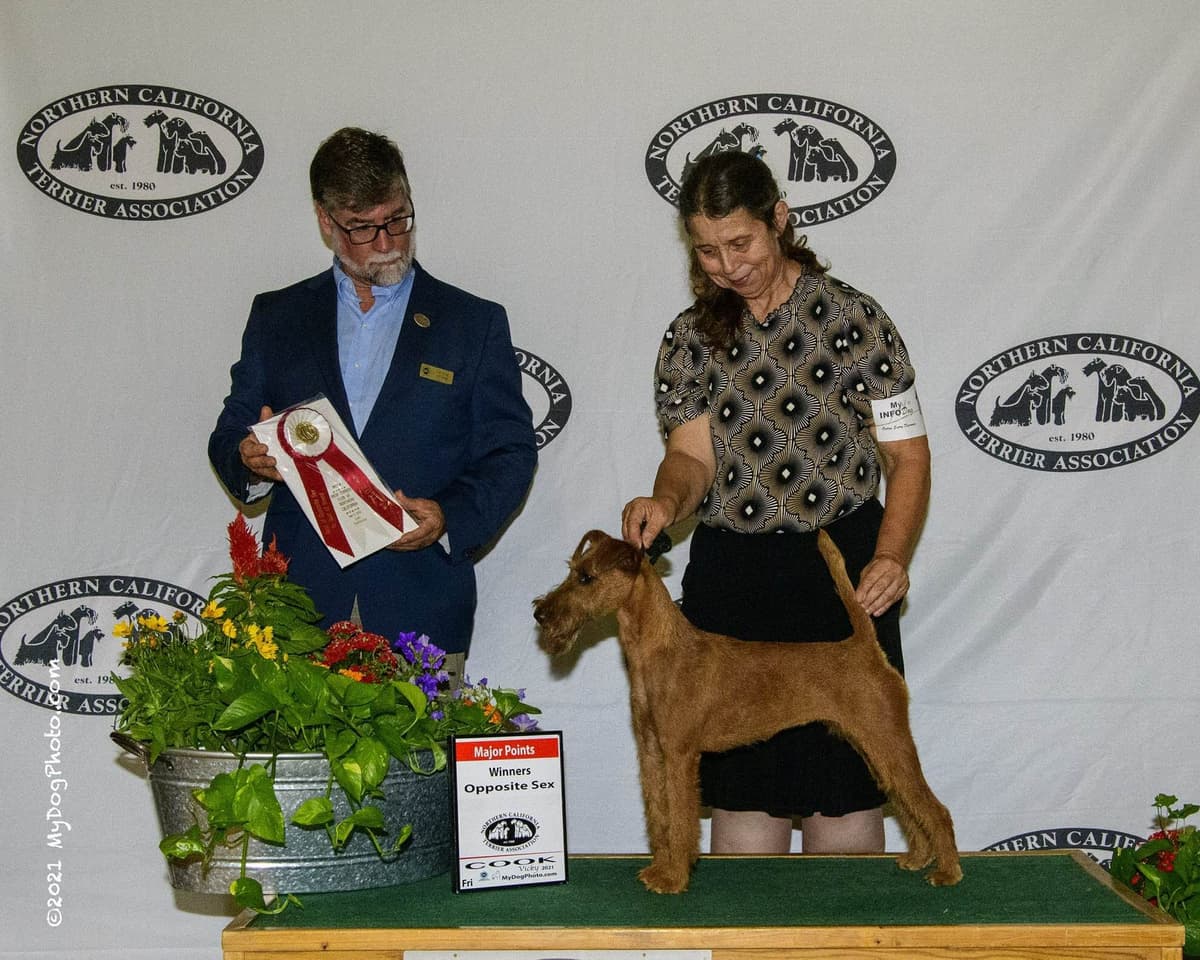 Irish Terrier Puppies breeder image 16