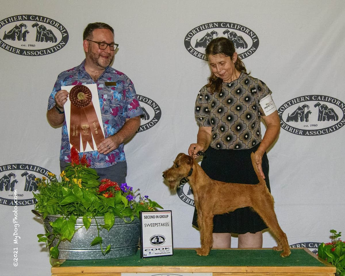 Irish Terrier Puppies breeder image 15