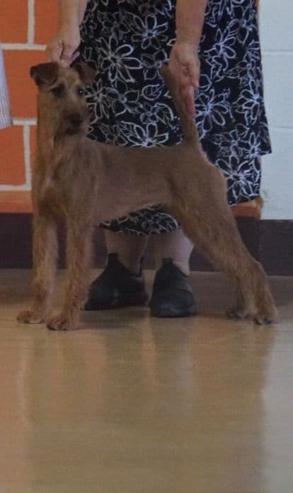 Irish Terrier Puppies breeder image 18