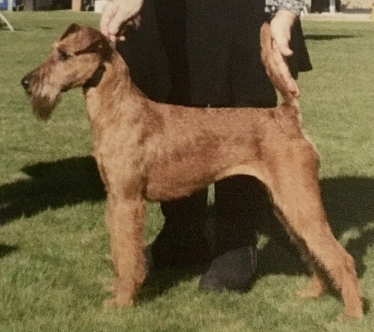 Irish Terrier Puppies breeder image 19