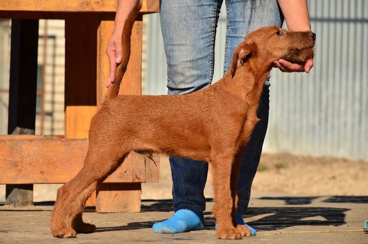 Irish Terrier Puppies breeder image 20