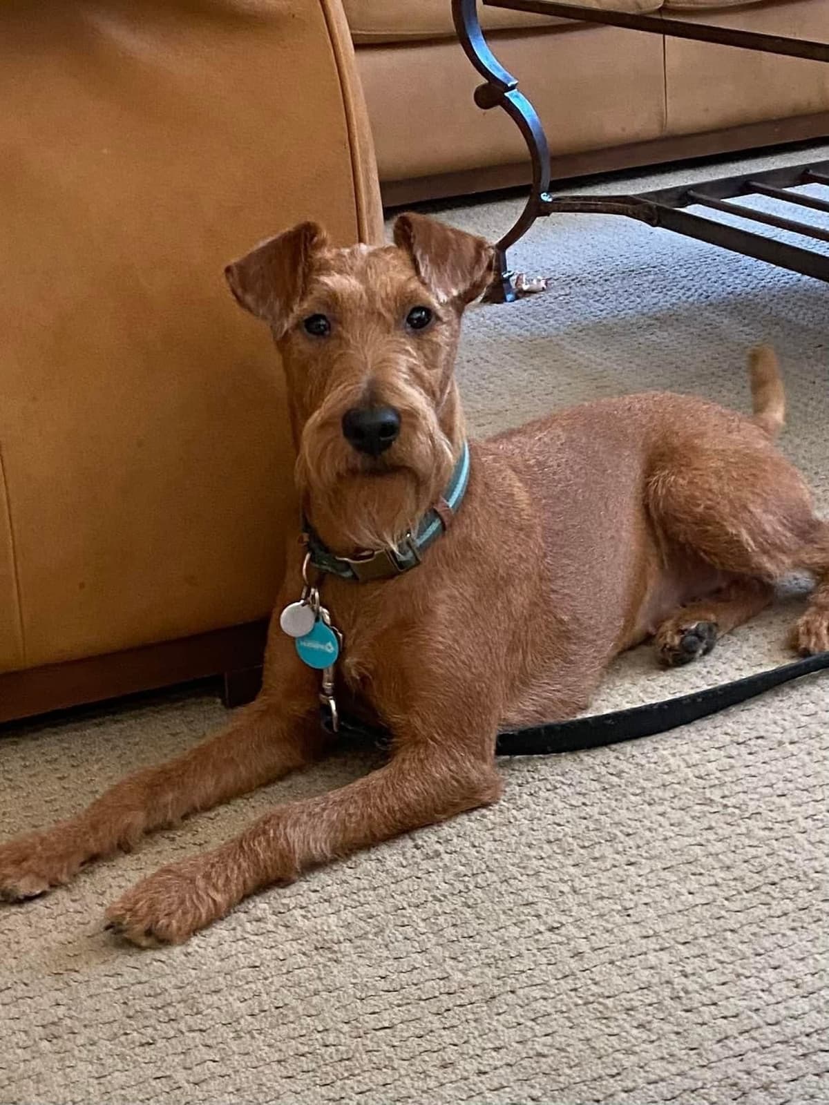 Irish Terrier Puppies breeder image 21