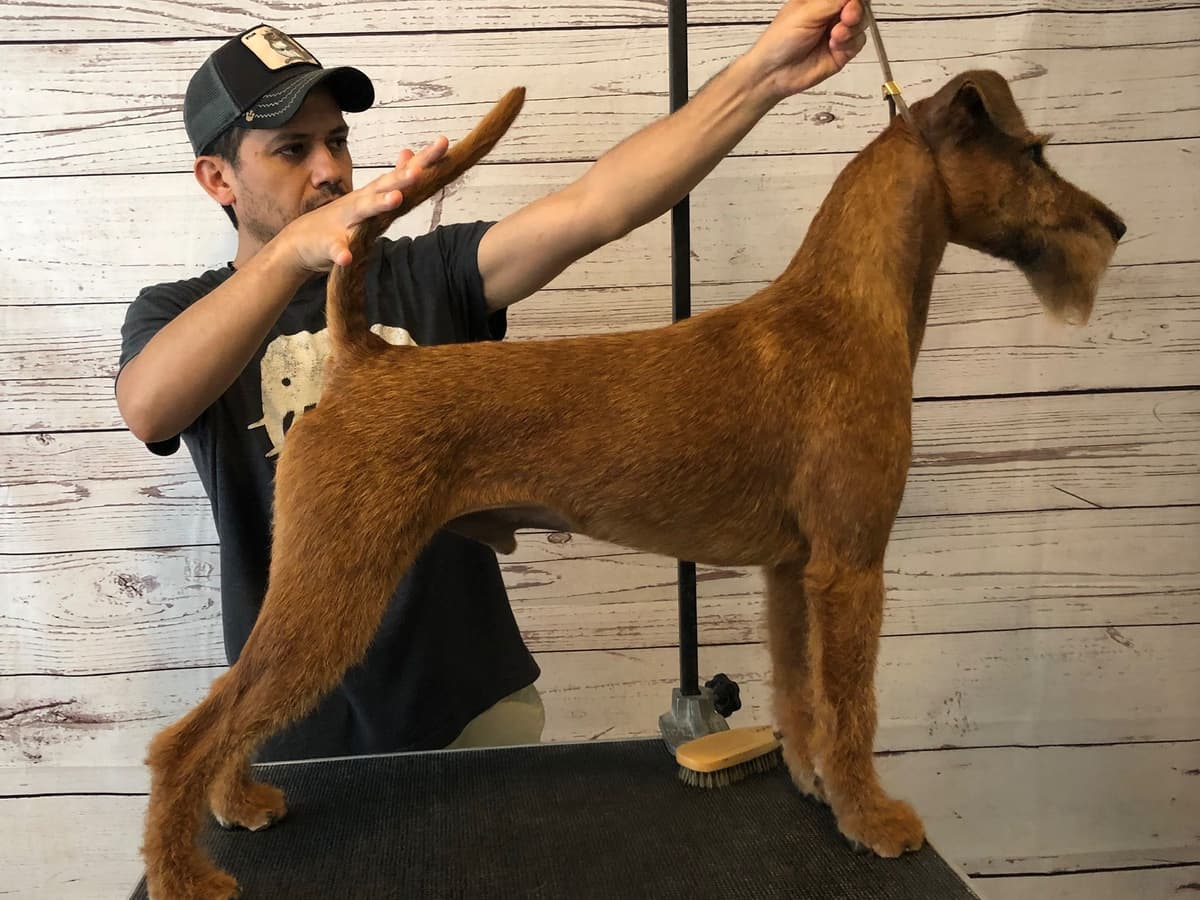 Irish Terrier Puppies breeder image 23