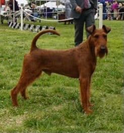 Irish Terrier Puppies breeder image 25
