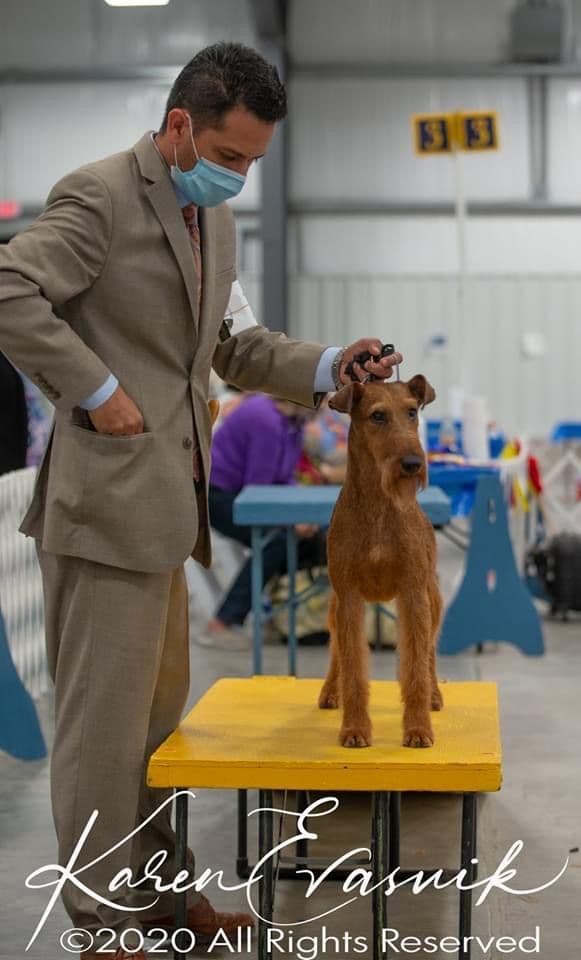 Irish Terrier Puppies breeder image 27