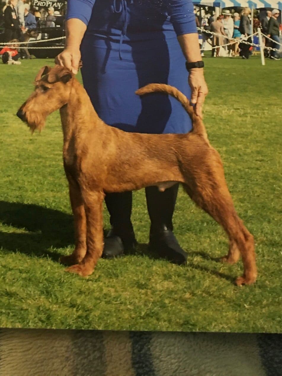 Irish Terrier Puppies breeder image 30