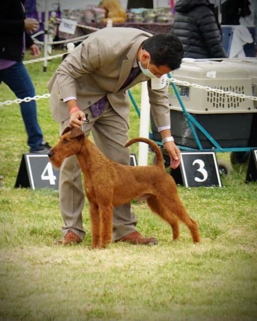 Irish Terrier Puppies breeder image 28