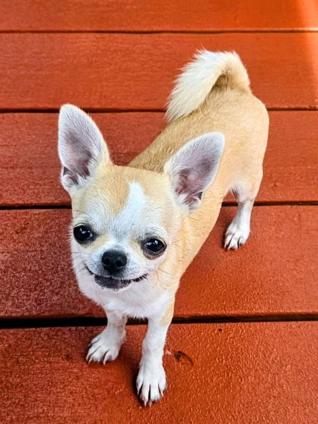 Chihuahua Puppy media 2