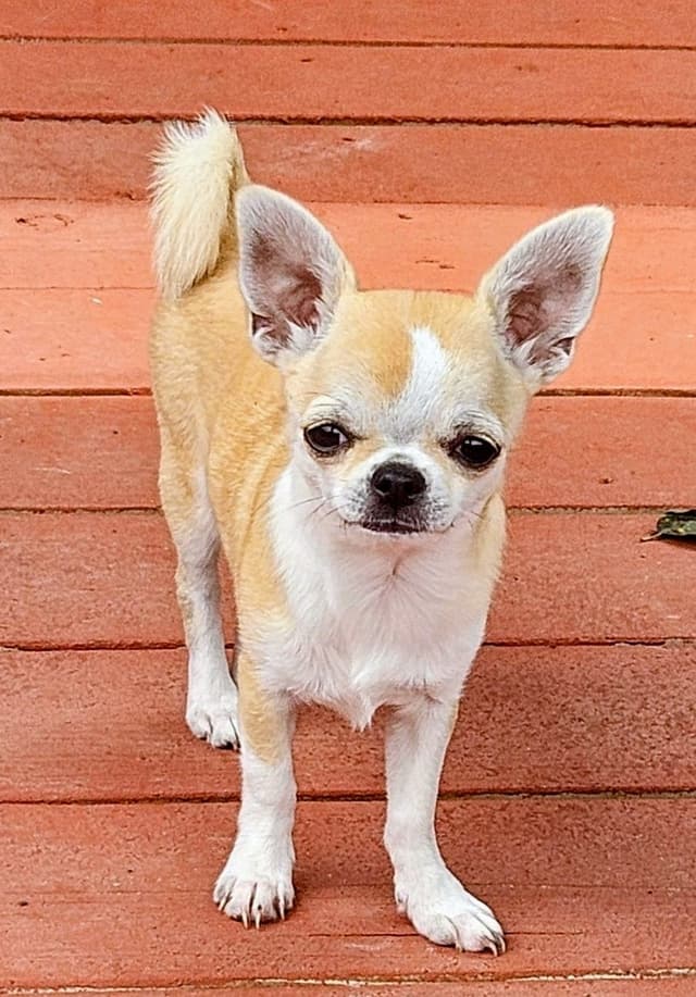 Chihuahua Puppy media 3