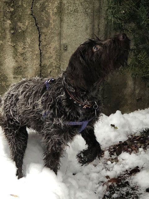 Wirehaired Pointing Griffon Puppies breeder image 4