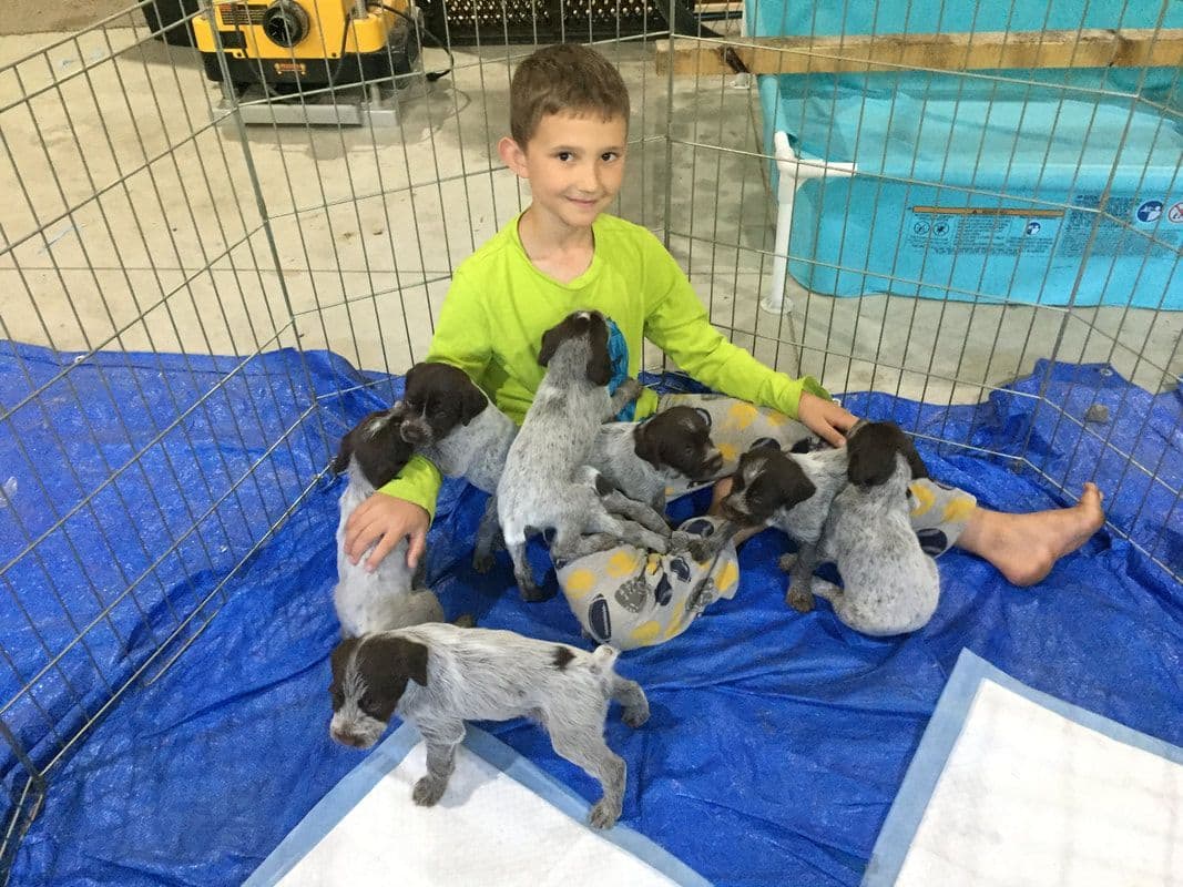 Wirehaired Pointing Griffon Puppies breeder image 5