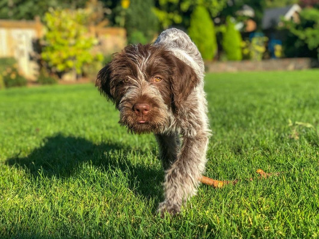 Wirehaired Pointing Griffon Puppies breeder image 3