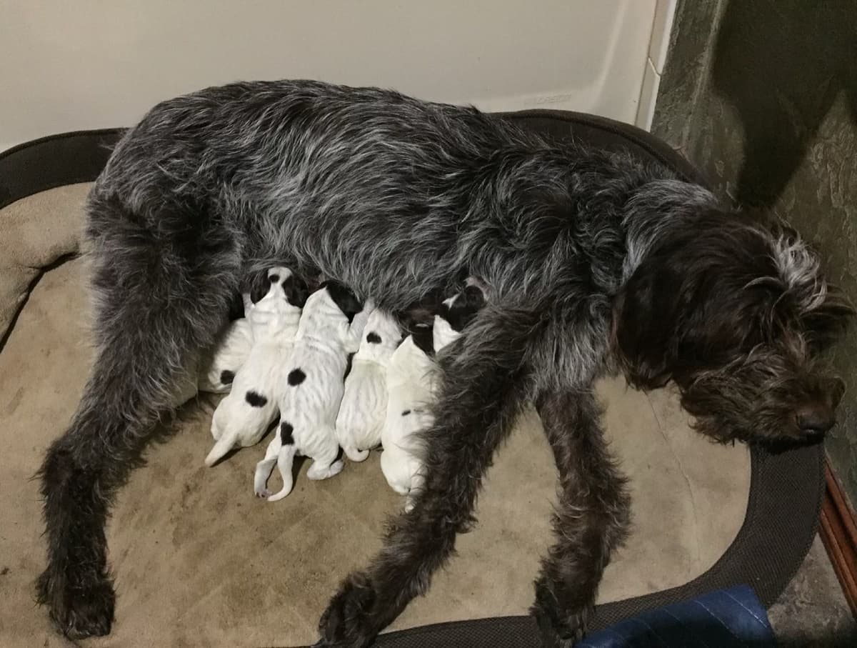Wirehaired Pointing Griffon Puppies breeder image 6