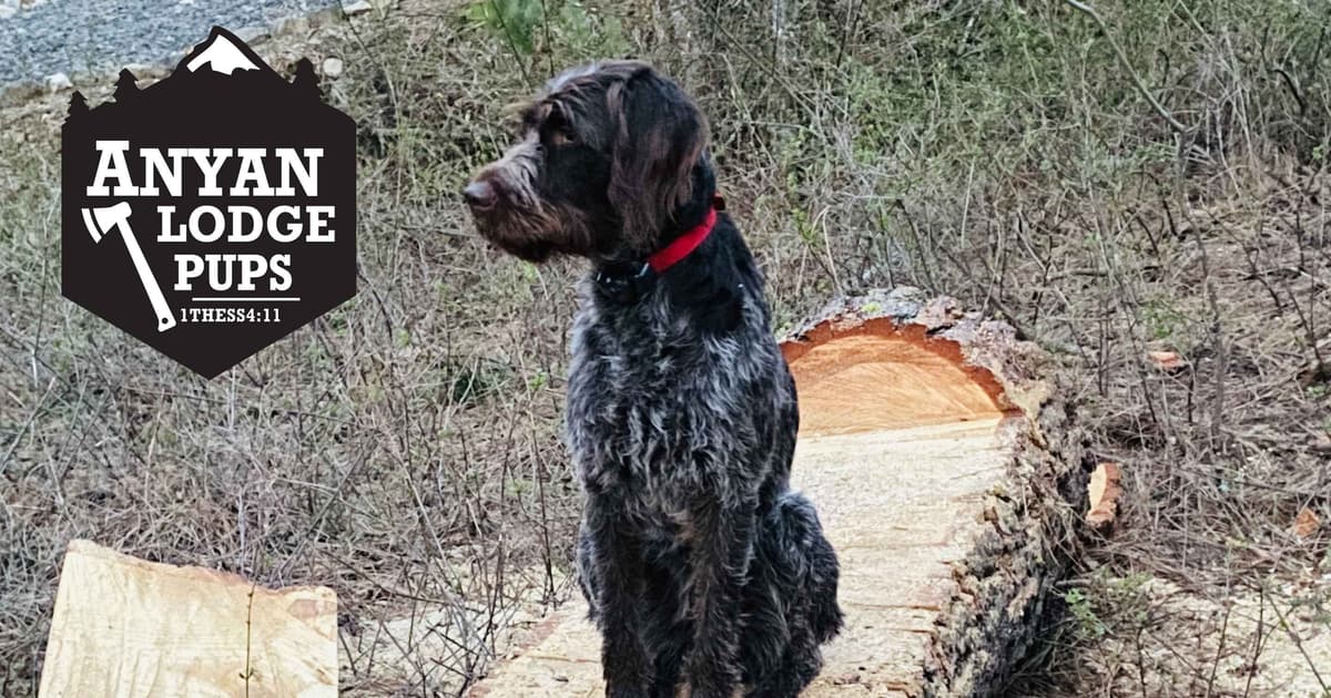 Wirehaired Pointing Griffon Puppies breeder image 1
