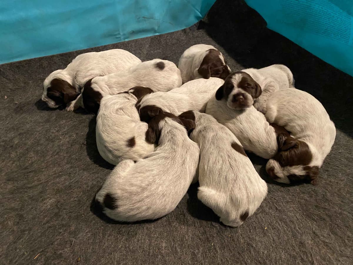 Wirehaired Pointing Griffon Puppies breeder image 9