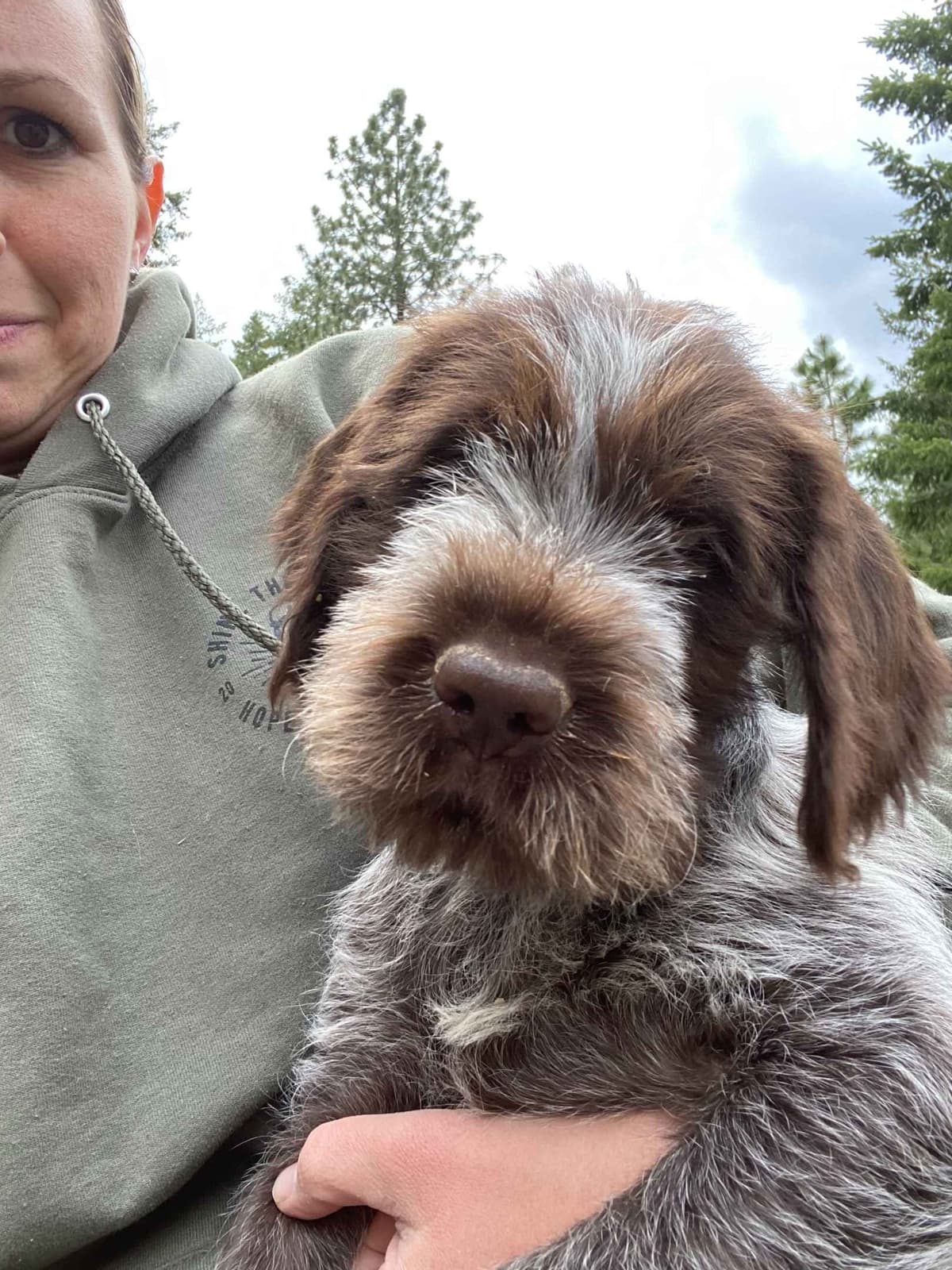 Wirehaired Pointing Griffon Puppies breeder image 7