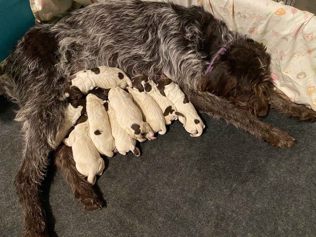 Wirehaired Pointing Griffon Puppies breeder image 10