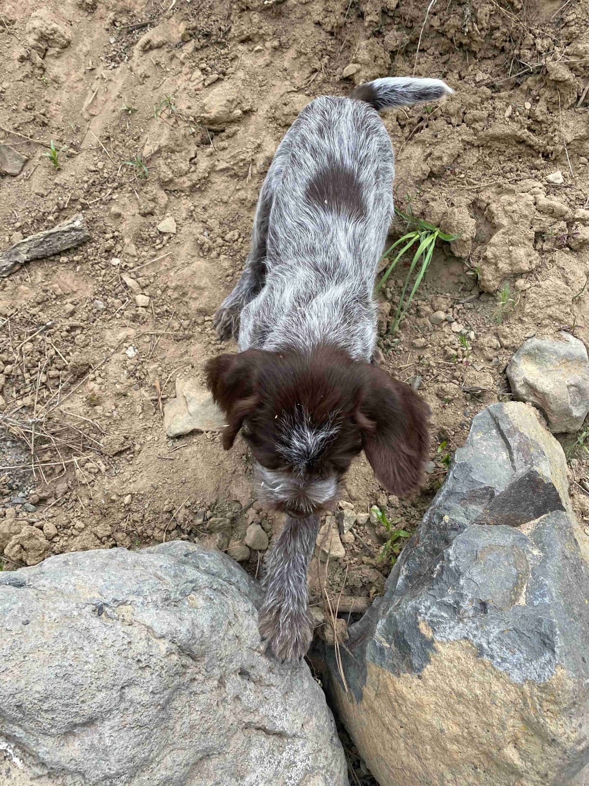 Wirehaired Pointing Griffon Puppies breeder image 11