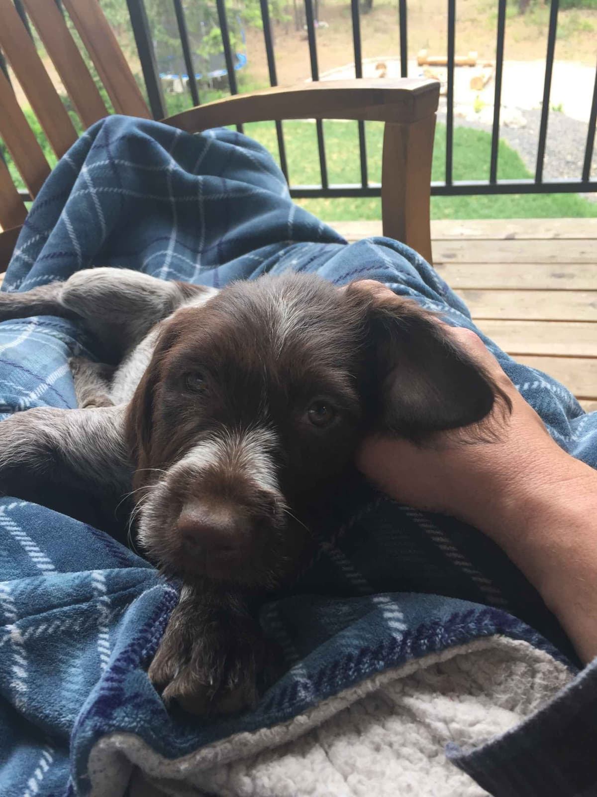 Wirehaired Pointing Griffon Puppies breeder image 13