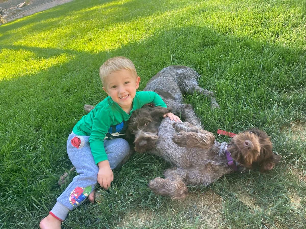 Wirehaired Pointing Griffon Puppies breeder image 12