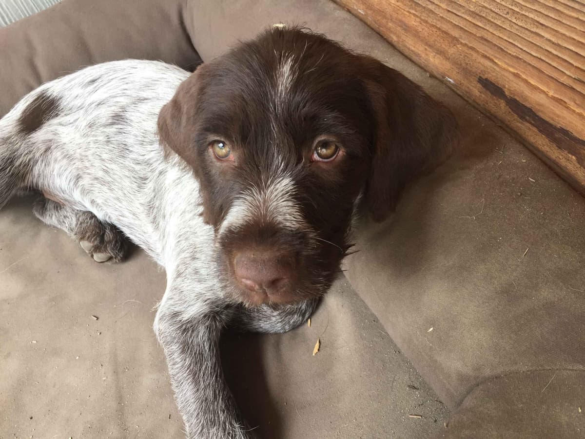 Wirehaired Pointing Griffon Puppies breeder image 16