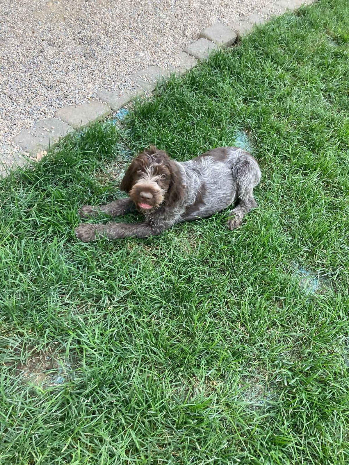Wirehaired Pointing Griffon Puppies breeder image 15