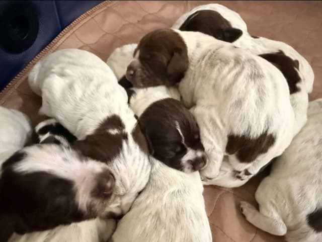Wirehaired Pointing Griffon Puppies media 2