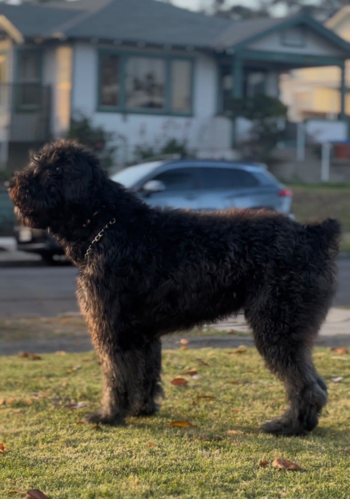 Bouvier des Flandres Puppies breeder image 3