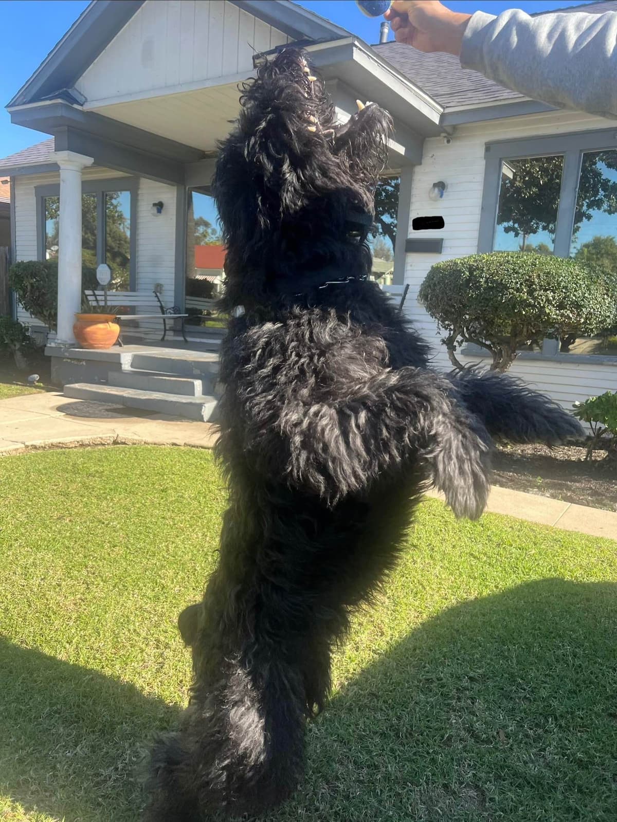 Bouvier des Flandres Puppies breeder image 8