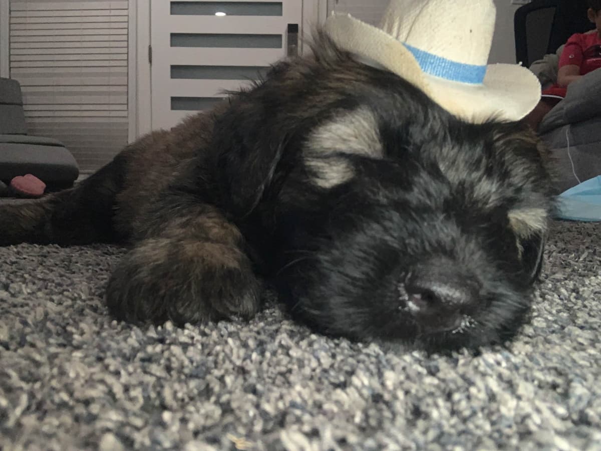 Bouvier des Flandres Puppies breeder image 9