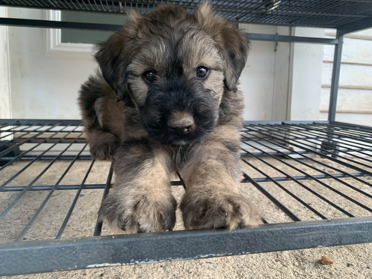 Bouvier des Flandres Puppies breeder image 13
