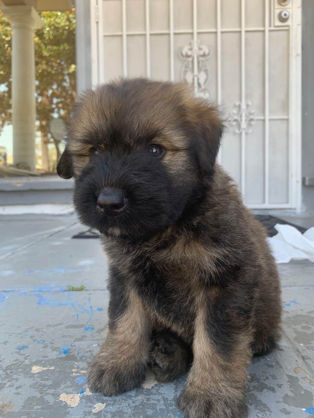 Bouvier des Flandres Puppies breeder image 15