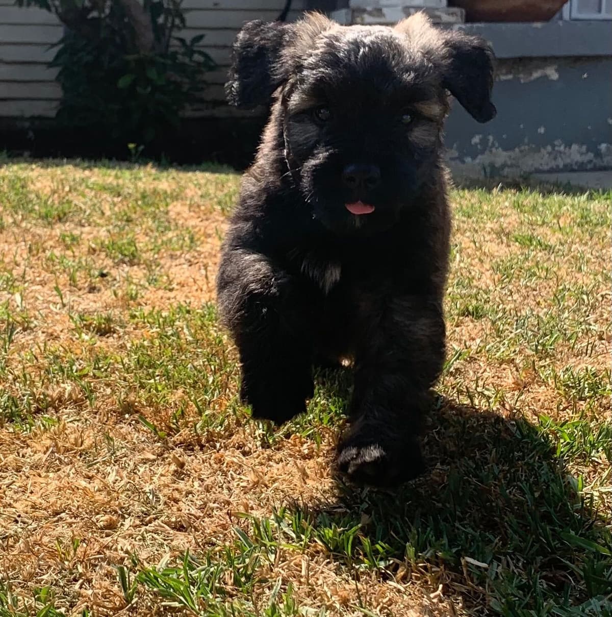 Bouvier des Flandres Puppies breeder image 10