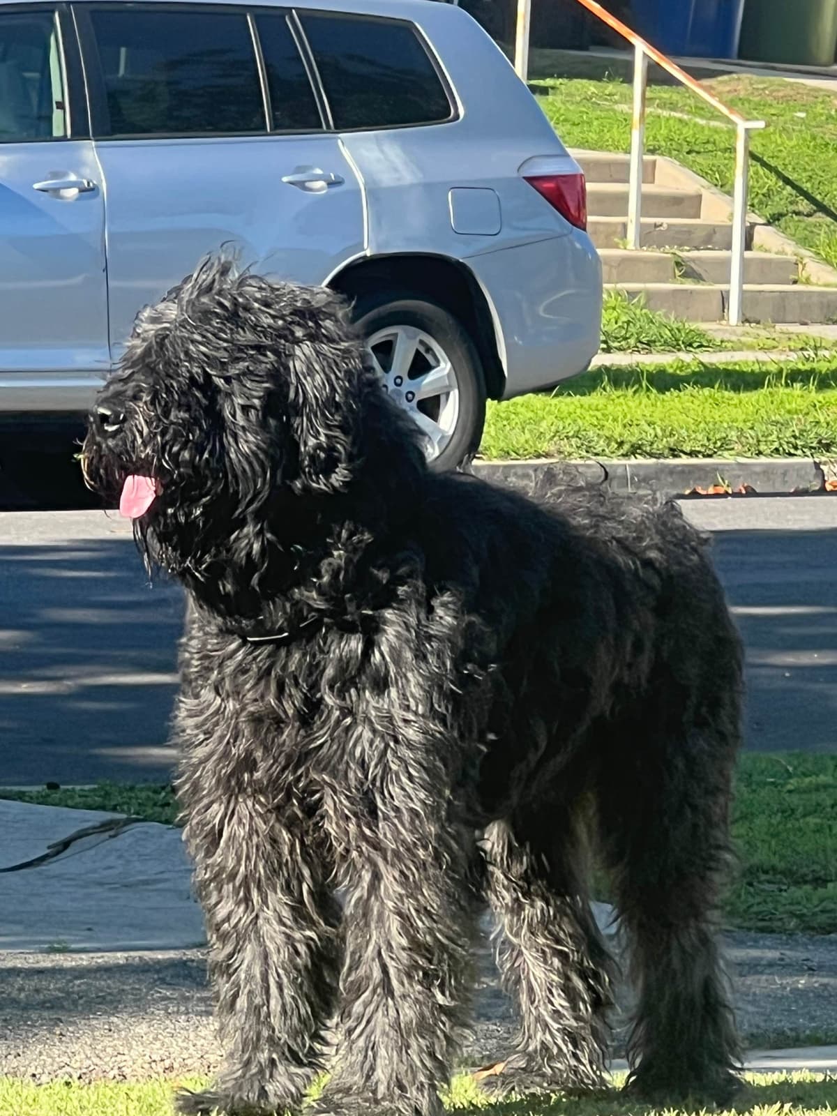 Bouvier des Flandres Puppies breeder image 2