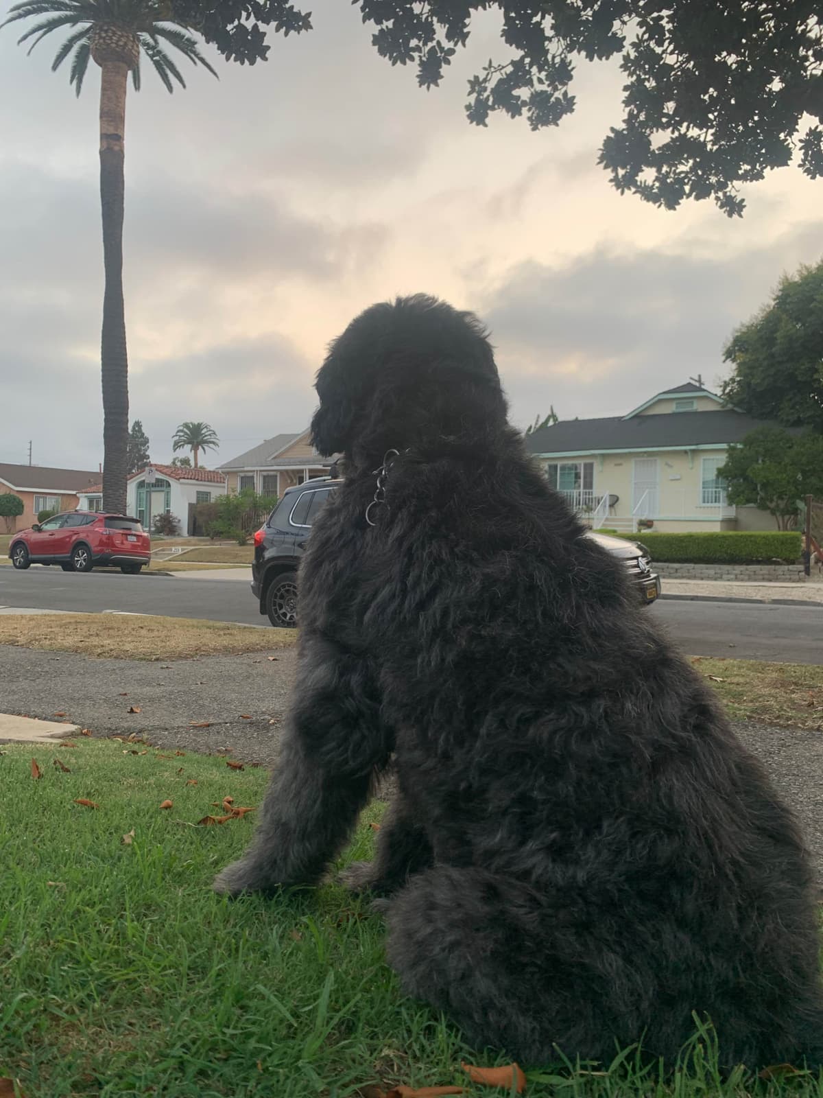 Bouvier des Flandres Puppies breeder image 14