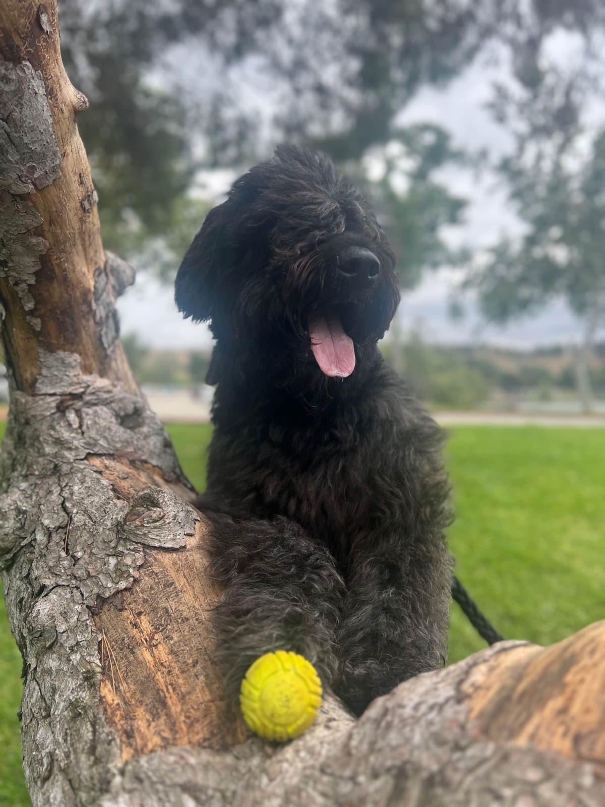 Bouvier des Flandres Puppies breeder image 1