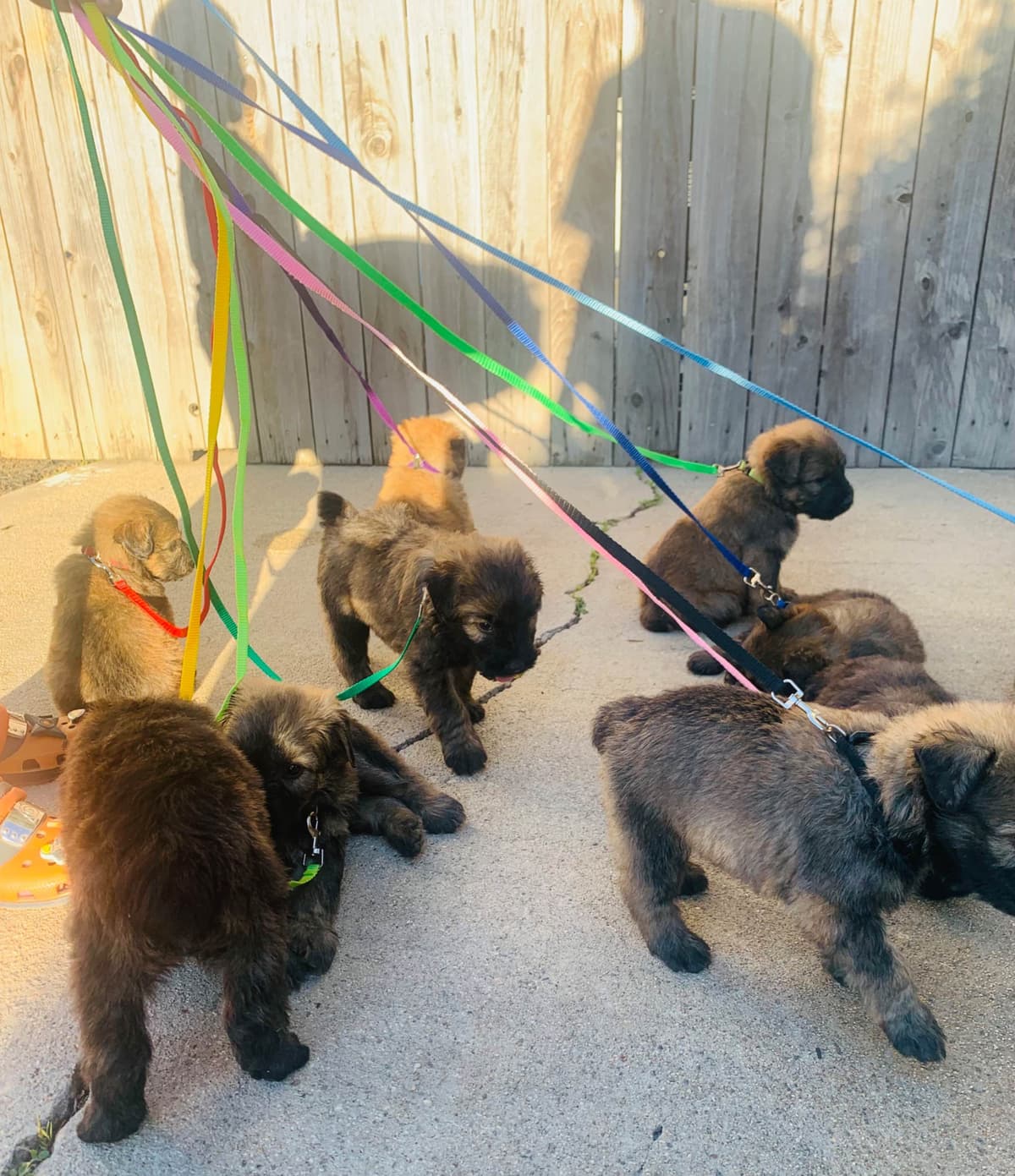 Bouvier des Flandres Puppies breeder image 16