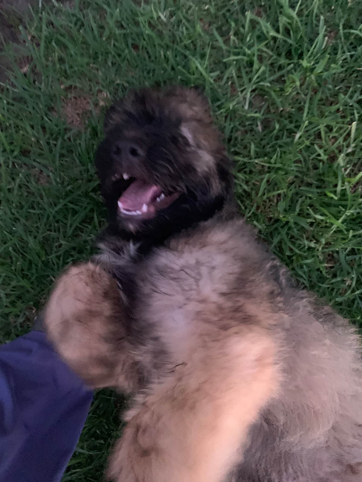 Bouvier des Flandres Puppies breeder image 18